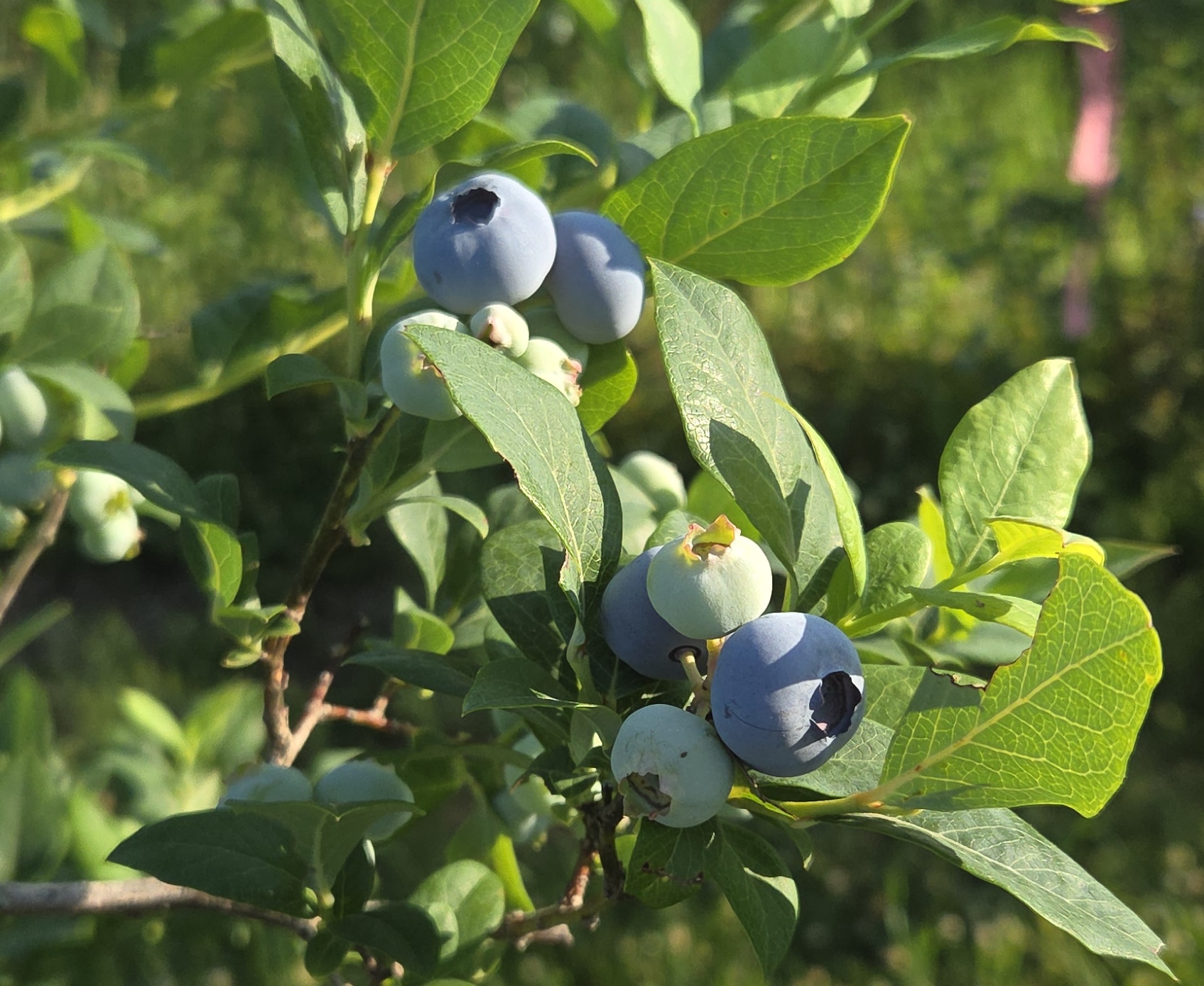 Blueberries hanging from a bush.
